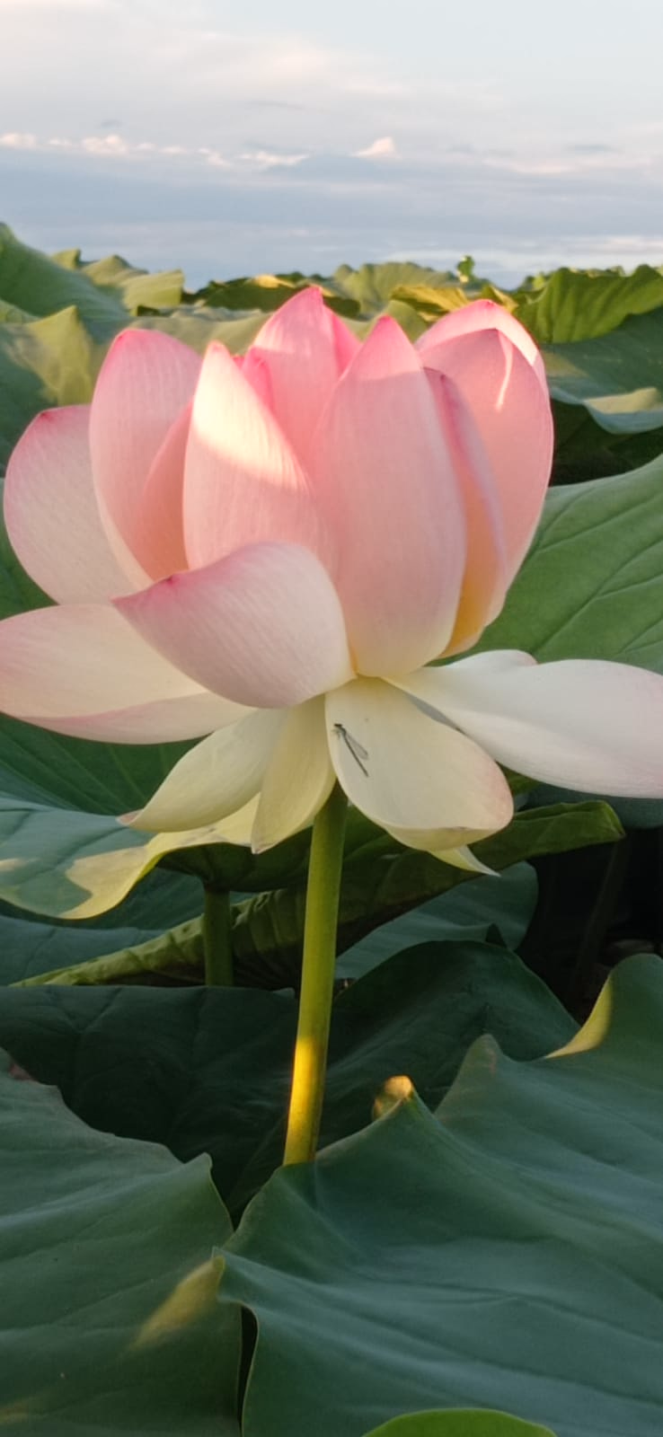 Tramonto in SUP tra i fiori di Loto