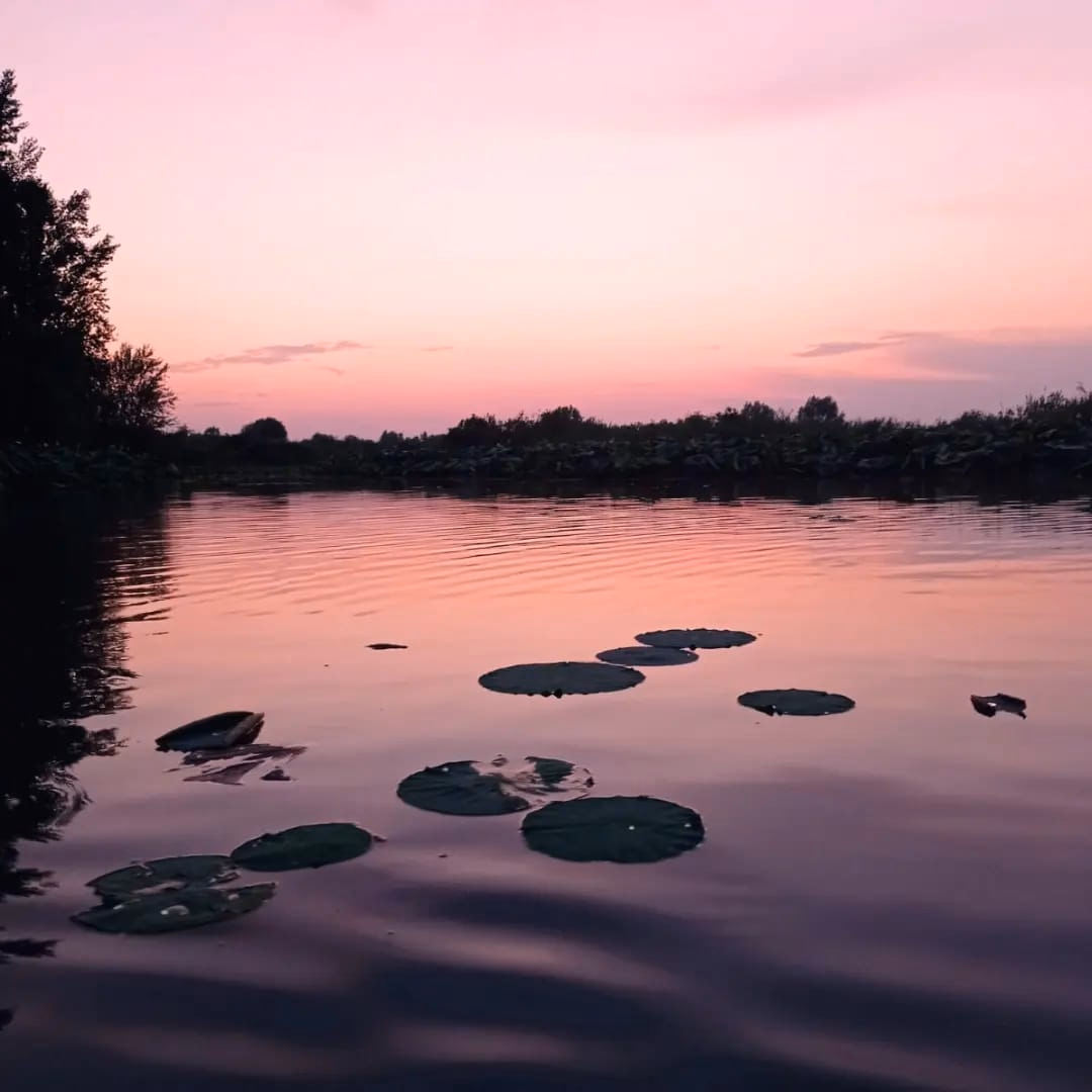 Tramonto in SUP tra i fiori di Loto