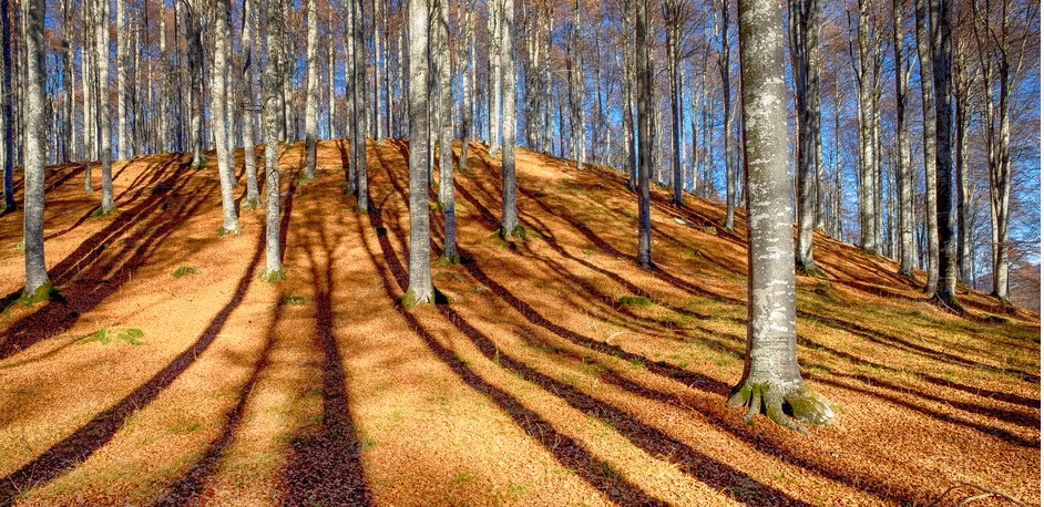 Trekking nel Foliage del Bosco del Cansiglio