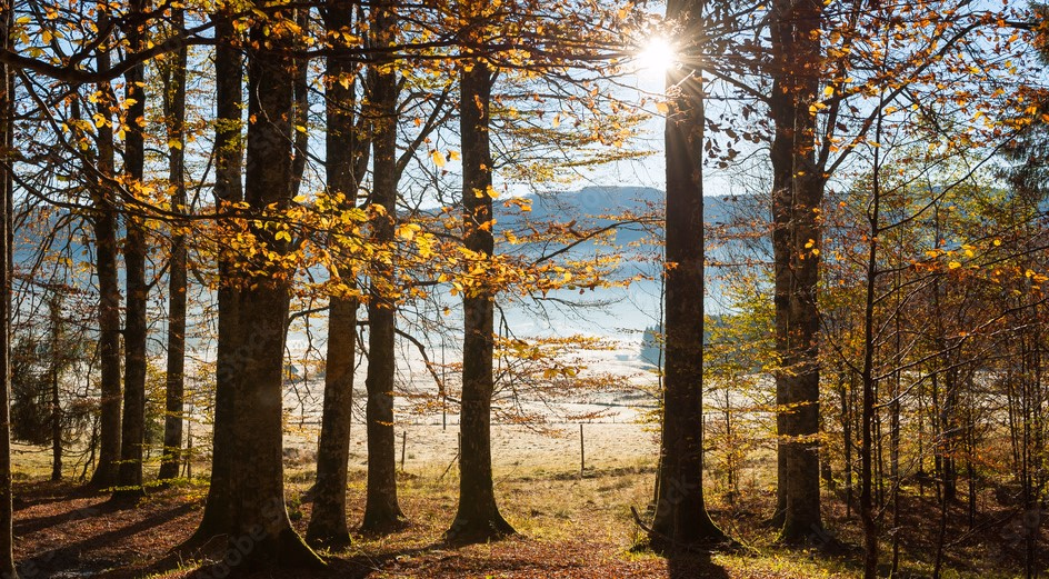 Trekking nel Foliage del Bosco del Cansiglio