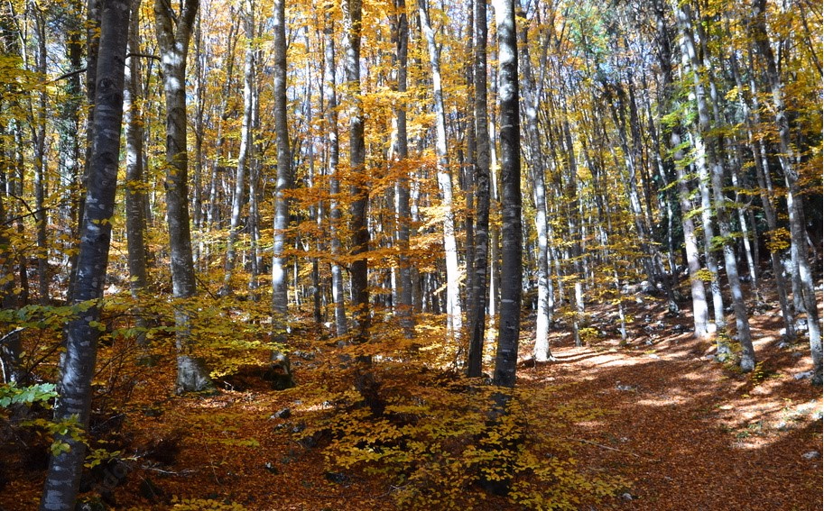 Trekking nel Foliage del Bosco del Cansiglio