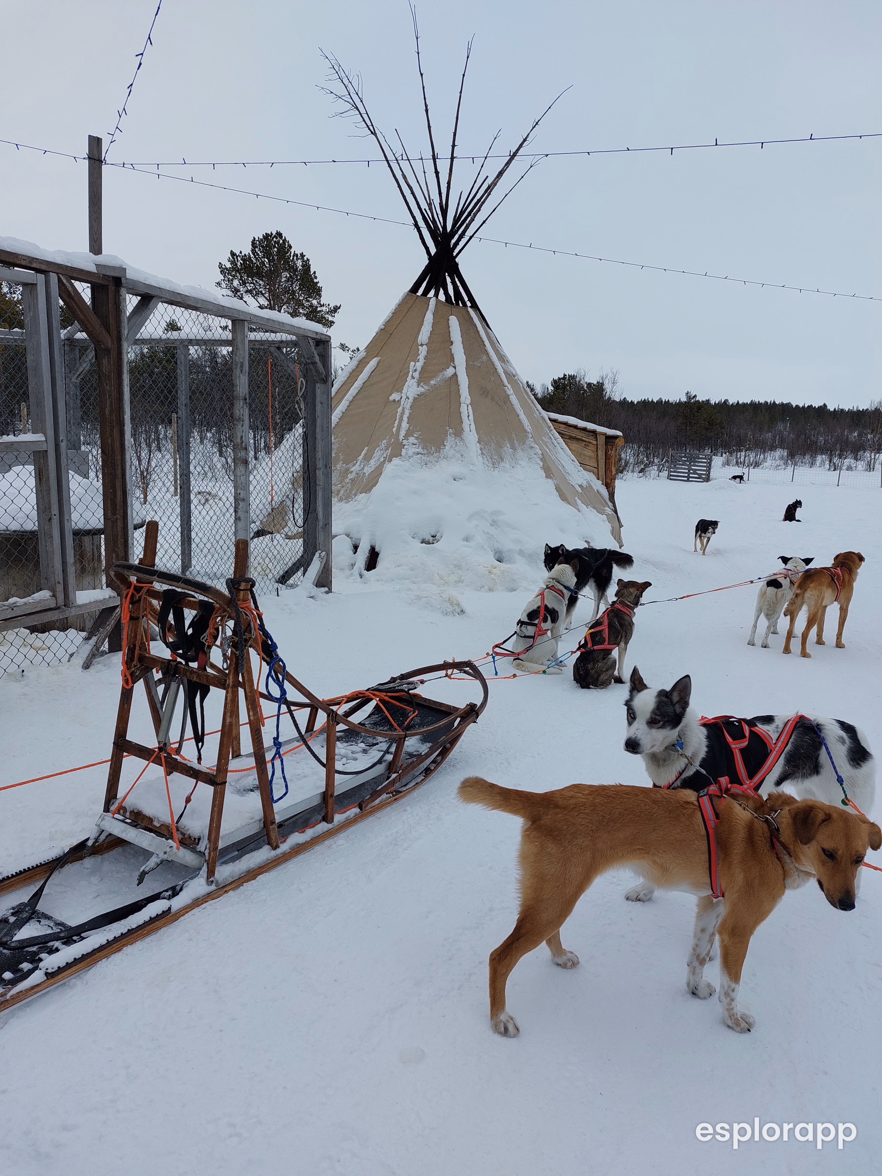 slitta davanti un recinto di husky